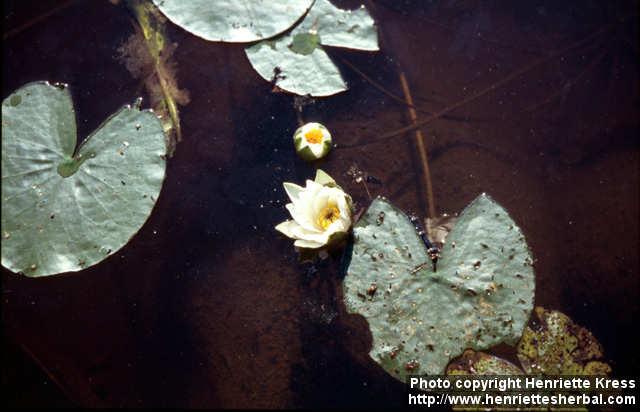 Photo: Nymphaea alba 3.