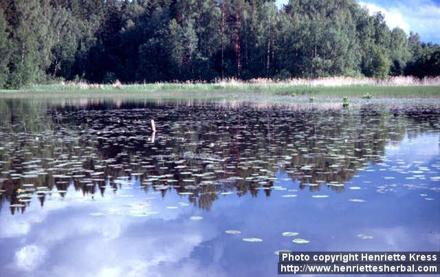 Photo: Nymphaea alba 4.