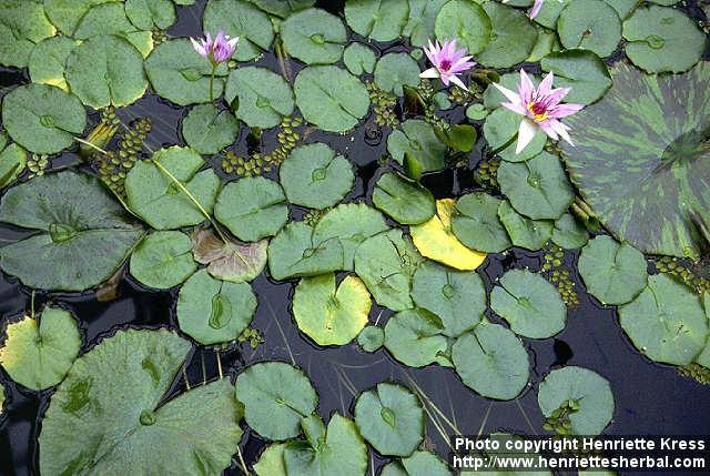 Photo: Nymphaea colorata 2.