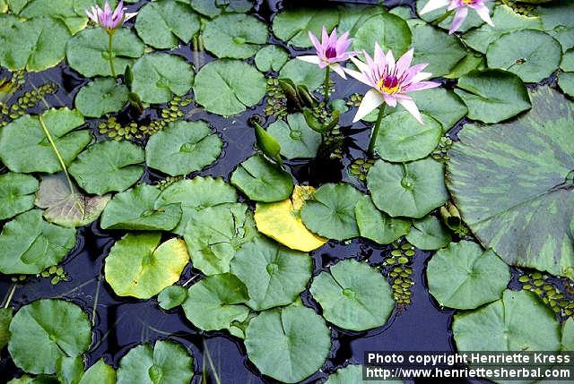 Photo: Nymphaea colorata.