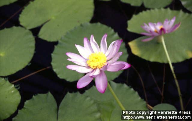 Photo: Nymphaea gigantea.