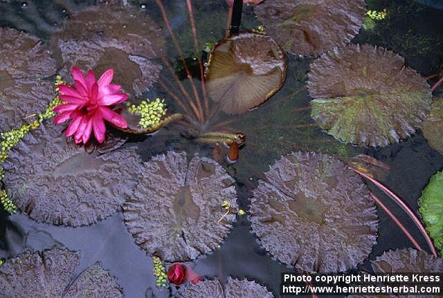 Photo: Nymphaea rubra.