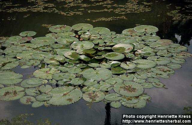 Photo: Nymphaea lotus.