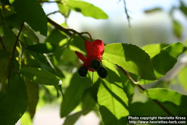 Photo: Ochna serrulata 4.