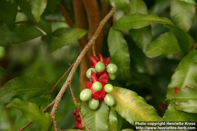 Photo: Ochna serrulata 7.