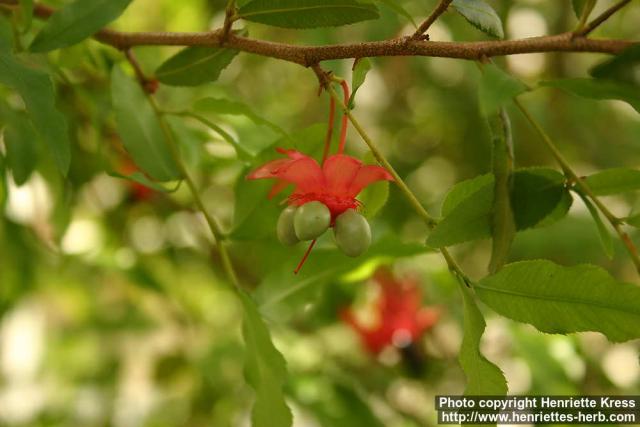 Photo: Ochna serrulata 8.