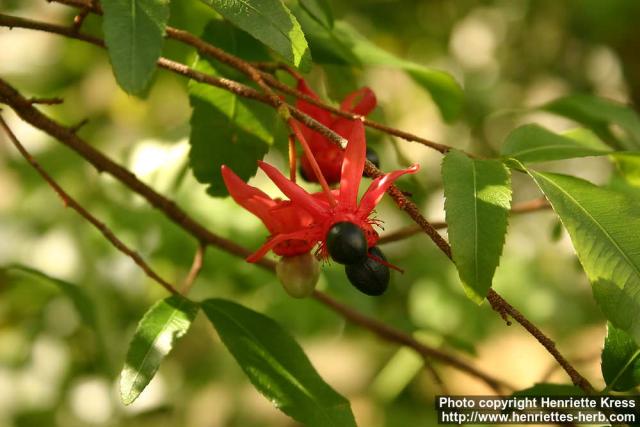 Photo: Ochna serrulata 9.