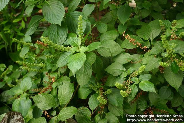 Photo: Ocimum gratissimum.