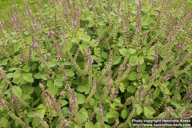 Photo: Ocimum tenuiflorum 1.