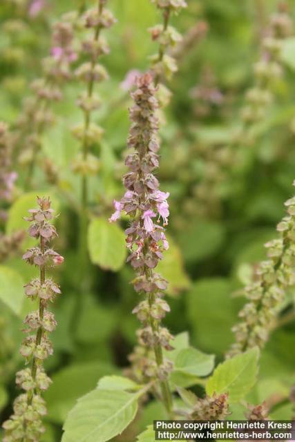 Photo: Ocimum tenuiflorum 2.