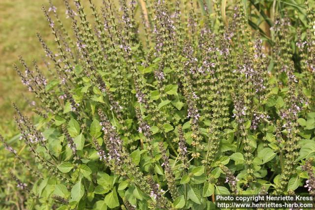 Photo: Ocimum tenuiflorum 4.