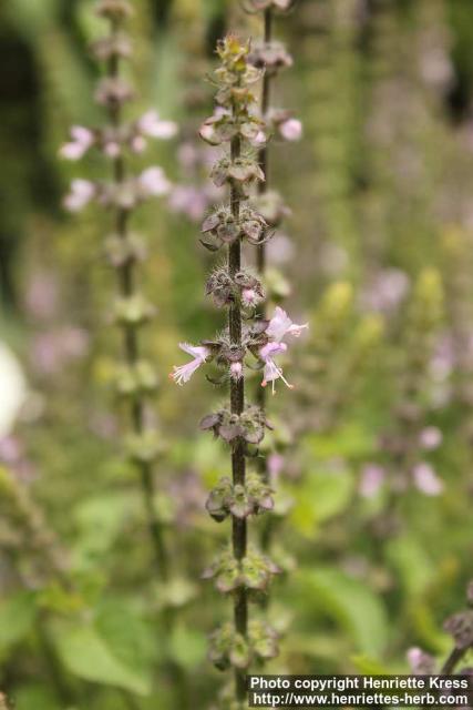 Photo: Ocimum tenuiflorum 5.