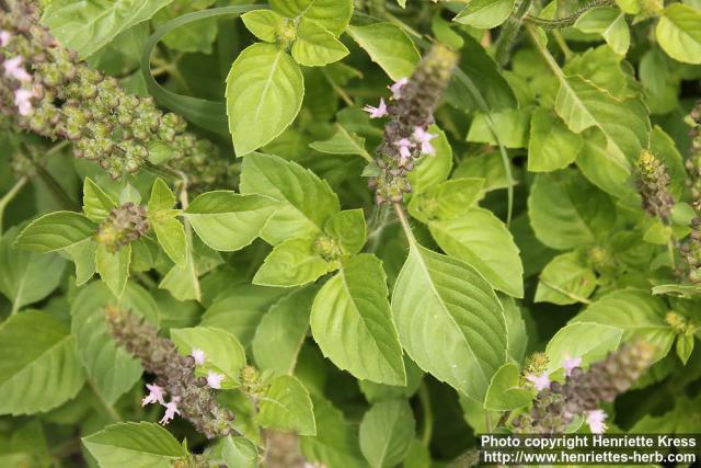 Photo: Ocimum tenuiflorum 6.