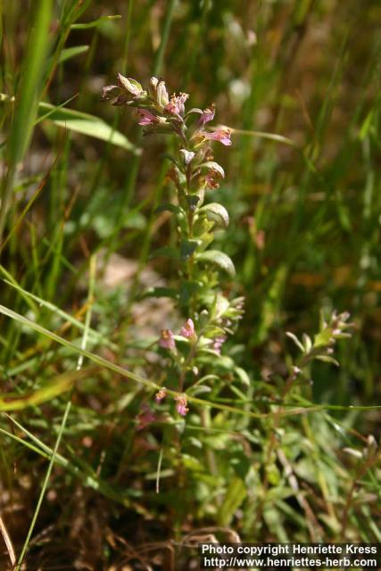 Photo: Odontites litoralis.