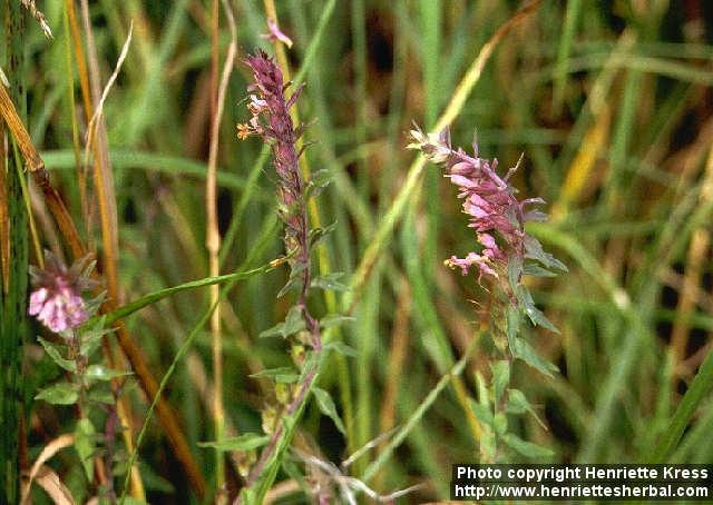 Photo: Odontites vulgaris.