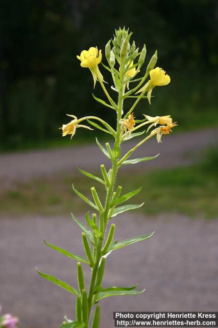 Photo: Oenothera biennis 8.