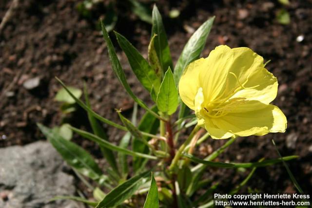 Photo: Oenothera macrocarpa.