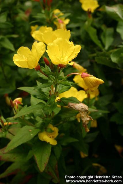 Photo: Oenothera fruticosa 2.