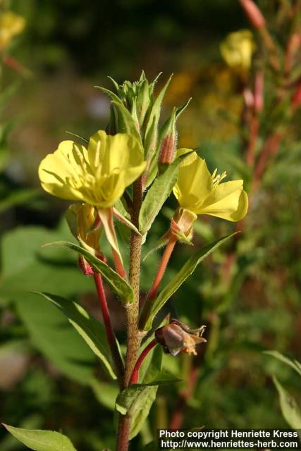 Photo: Oenothera villosa.