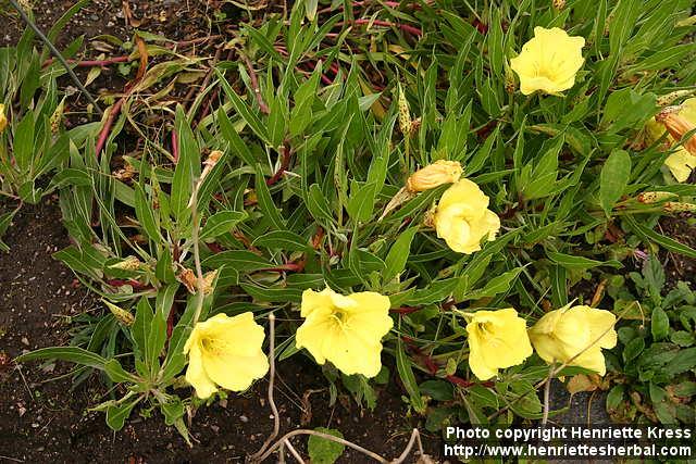 Photo: Oenothera macrocarpa 6.