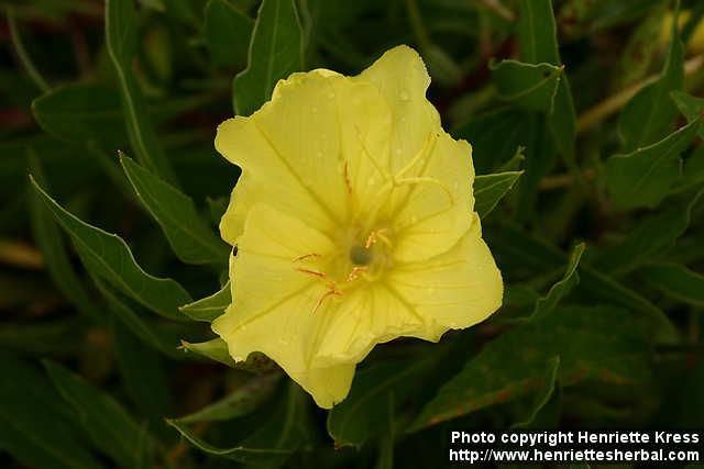 Photo: Oenothera macrocarpa 7.