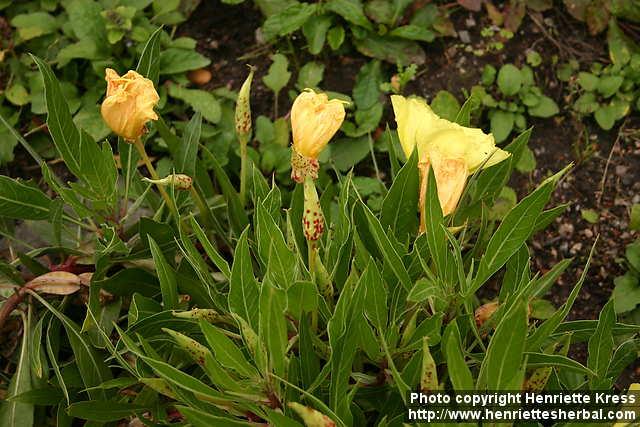 Photo: Oenothera macrocarpa 8.