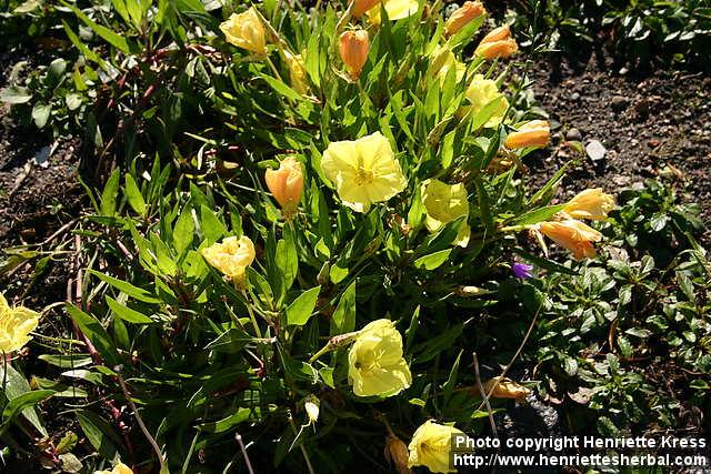 Photo: Oenothera macrocarpa 9.