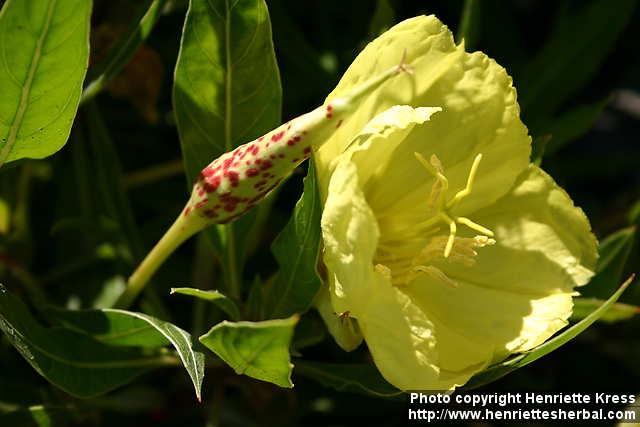 Photo: Oenothera macrocarpa 10.