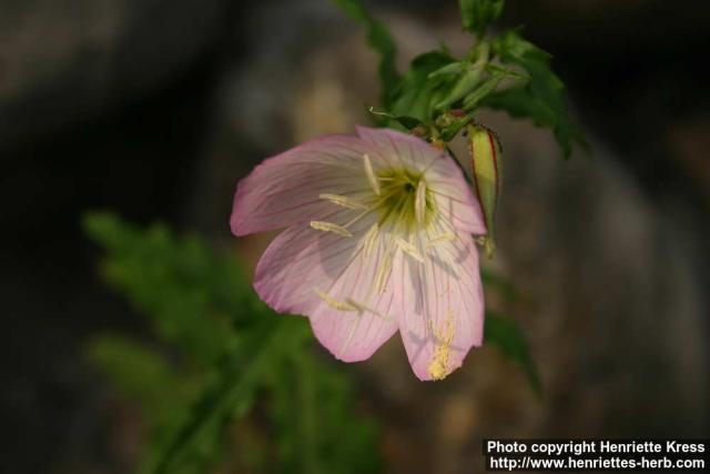 Photo: Oenothera 3.