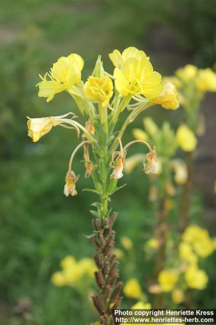 Photo: Oenothera biennis 19.