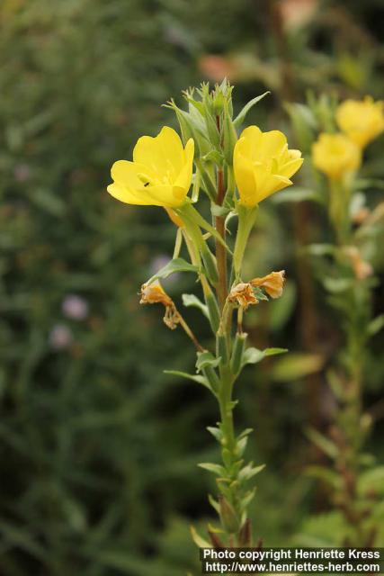 Photo: Oenothera biennis 20.