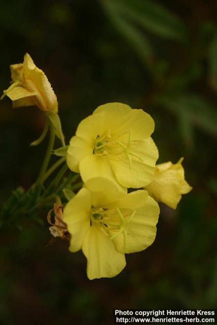 Photo: Oenothera biennis 15.