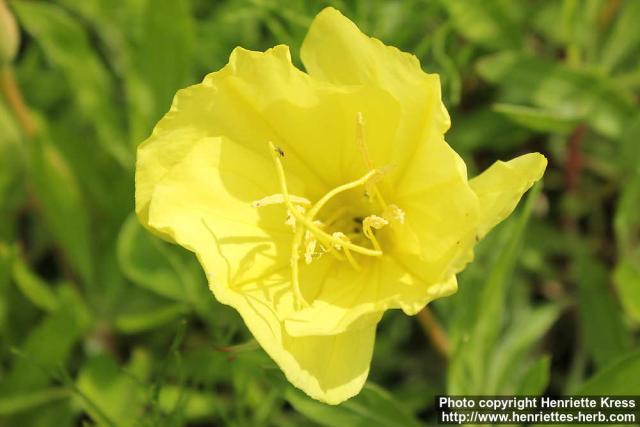 Photo: Oenothera macrocarpa 12.