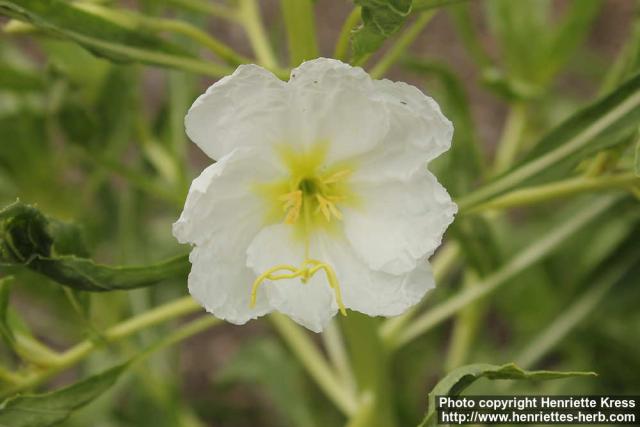 Photo: Oenothera pallida 1.