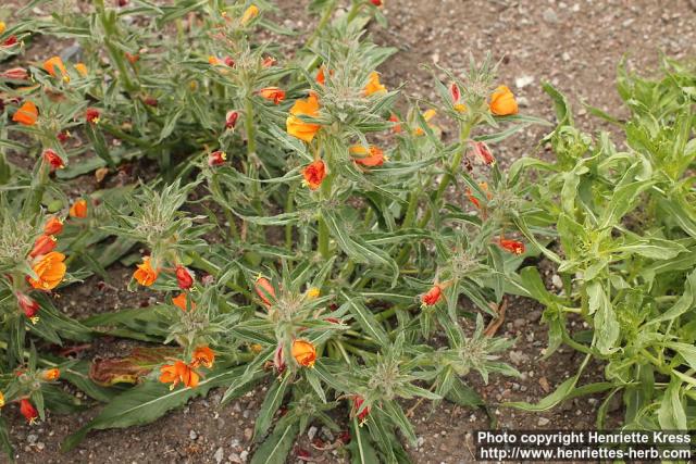 Photo: Oenothera versicolor 0.