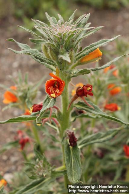 Photo: Oenothera versicolor 1.