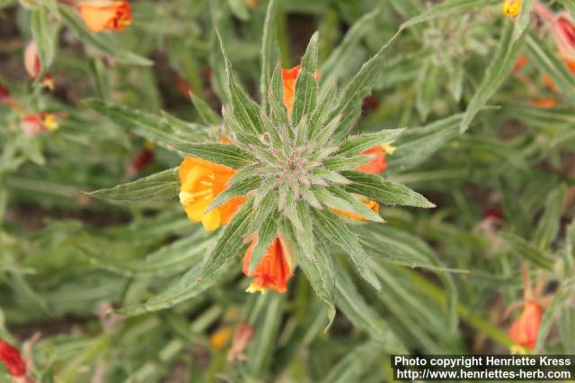 Photo: Oenothera versicolor 3.