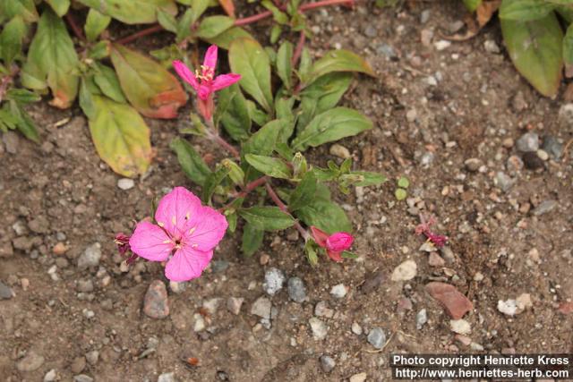 Photo: Oenothera kunthiana 0.