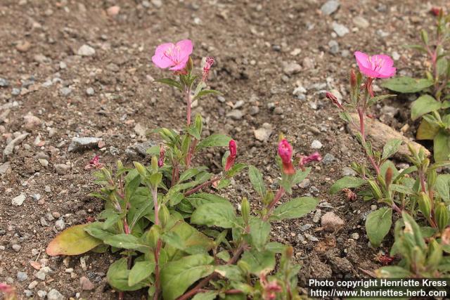 Photo: Oenothera kunthiana 2.