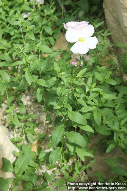 Photo: Oenothera speciosa 2.