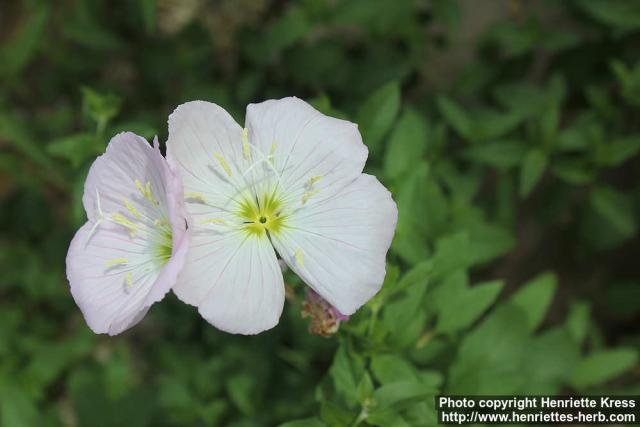 Photo: Oenothera speciosa 4.