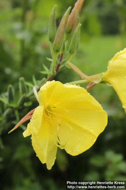 Photo: Oenothera biennis 23.