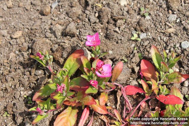 Photo: Oenothera kunthiana 5.