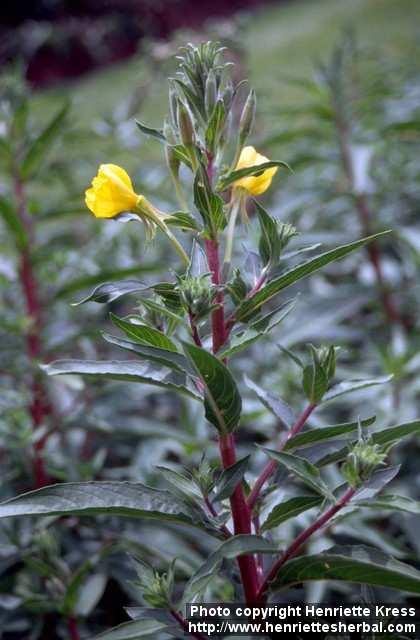 Photo: Oenothera biennis 11.