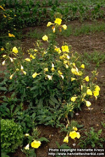 Photo: Oenothera biennis 3.