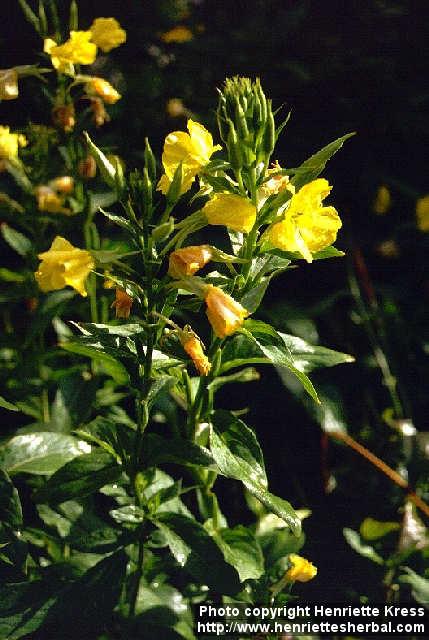 Photo: Oenothera biennis 5.