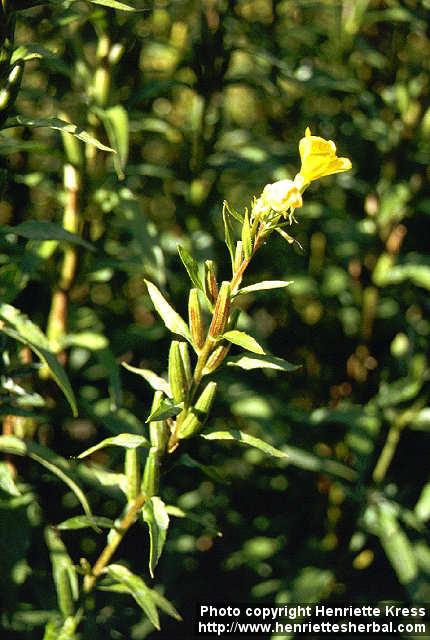 Photo: Oenothera biennis 6.