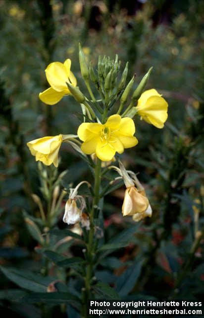 Photo: Oenothera biennis 7.