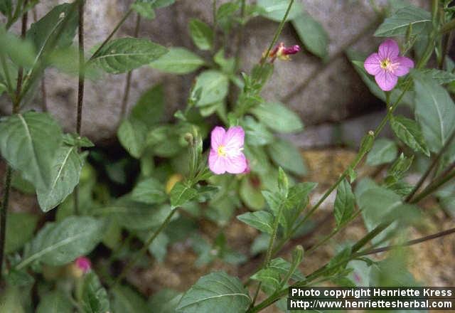 Photo: Oenothera rosea 1.