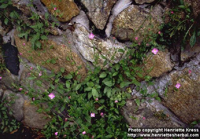 Photo: Oenothera rosea.